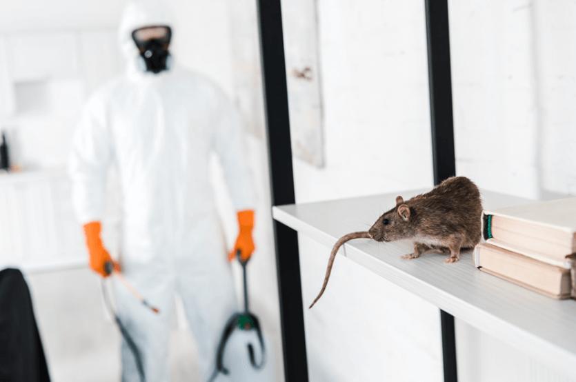 Exterminators: Safeguarding Chelmsford with Expert Pest Control